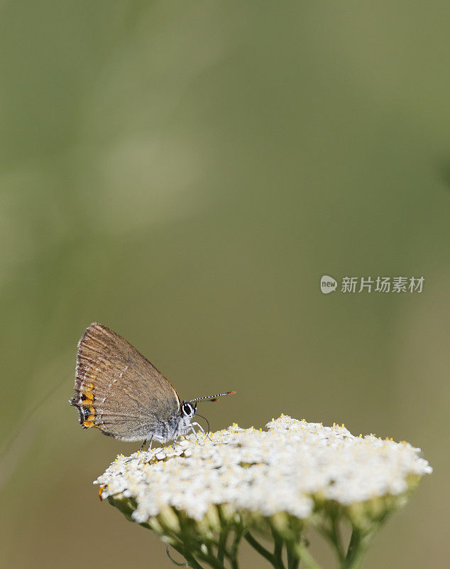 黑桫椤毛纹蝶(Satyrium acaciae)